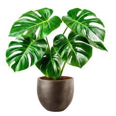 Poster - Unusual monster plant with large leaves displaying unique characteristics and interesting texture in nature's beauty isolated on transparent background..