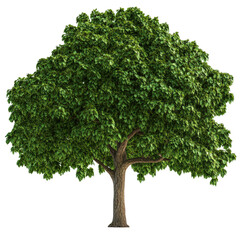 Poster - Majestic tree standing tall against a clear blue sky providing shade and beauty in a natural outdoor environment isolated on transparent background..