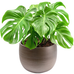 Poster - A lively green plant potted in a simple container displaying fresh foliage against a soft background for indoor vibe isolated on transparent background..