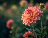 red dahlia flower