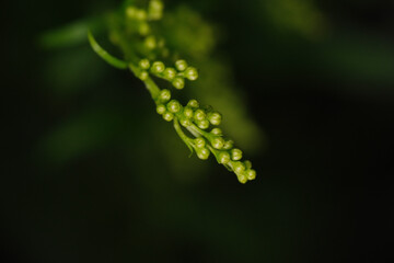 macro shot of green flower background