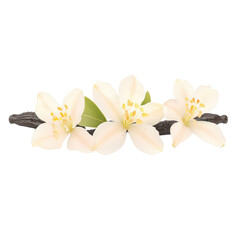 Aufkleber - Delicate white flower blooming gracefully against a stark black background highlighting its pure beauty and elegance isolated on transparent background..