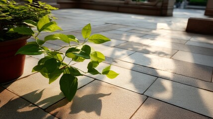 Aufkleber - Graceful plants sway in the breeze as golden sunlight highlights their delicate leaves, casting intricate shadows on the stone below during early evening