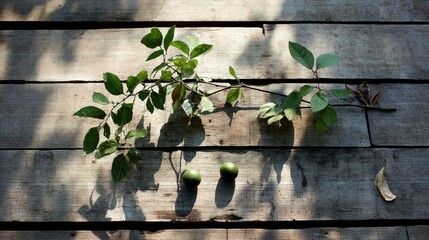 Aufkleber - Bright limes and a sprig of mint lie on a weathered wooden table, illuminated by gentle morning light that accentuates their textures and colors