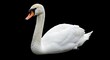 © VuongThien - Elegant White Swan: A Close-Up Wildlife Portrait Against Black Background AI Generated