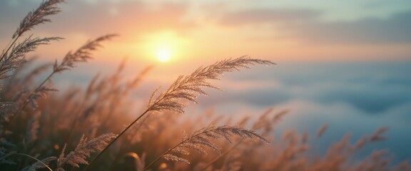 Poster - Golden hour sunrise view of feather grass field with soft light and dreamy atmosphere