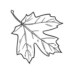 Poster - Vector graphic of a maple leaf icon in black and white isolated on a white background.