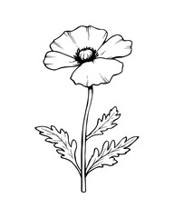 Poster - Black and white poppy vector drawing for designs.
