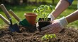 © Eugen - Woman planting seedlings in garden soil on a sunny day. Spring vegetable gardening for beginners. Concept of hobby farming and sustainable living. Tomato seedlings