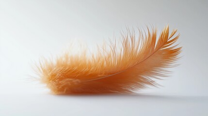 Poster - A solitary feather resting on a clean white background