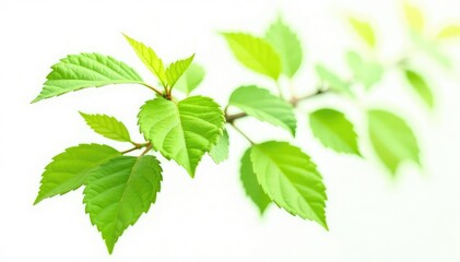Isolated sapling, vibrant green leaves, pure white background , summer, vegetation, botany