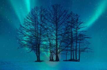 Wall Mural - northern lights or aurora borealis in the sky a group of dead tree in the foreground - tromso, norwa