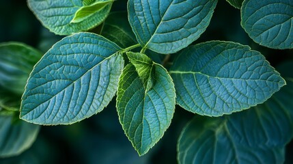 Poster - Close-up of vibrant teal-colored leaves with visible veins and textures, showcasing natural detail and color.