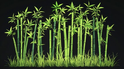 Poster - Lush green bamboo forest isolated on black background.