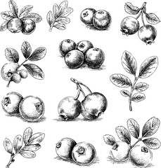 Cranberry vector sketch of a drawn set. Covering fruits and leaves.