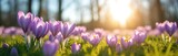 Spring crocus flowers blossom. Purple petals, green grass. Sunbeams illuminate floral scene. Early spring, vibrant colors, seasonal beauty, nature, garden. Perfect for Easter, gardening tech, botany,