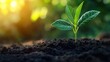 © yang - Young plant bathed in sunlight, symbolizing growth and new beginnings in nature.