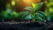 © yang - Young plant bathed in sunlight, symbolizing growth and new beginnings in nature.