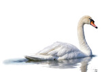 Elegant swan swimming gracefully in calm water