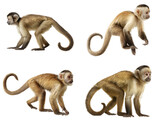 Capuchin Monkey Climbing Side View