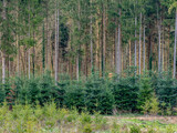 Wiederaufforstung im Mischwald im Frühjahr