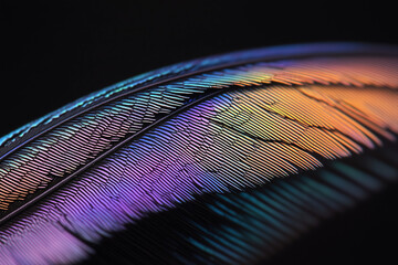 Poster - Vibrant Feather: A detailed macro shot reveals the stunning iridescence of a single feather, showcasing a symphony of colors and textures, hinting at nature's artistry and exquisite beauty.