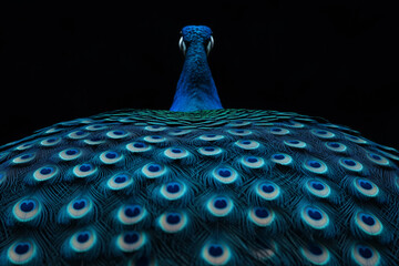 Poster - Majestic Peacock: A stunning close-up captures the peacock's elaborate plumage. The iridescent blue and green feathers create a mesmerizing display, showcasing the bird's regal beauty.