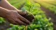 © Riocool - Close-Up of Farmer’s Hands Holding Young Green Seedling with Roots on Agricultural Field at Sunrise - Concept of Sustainable Farming and Growth