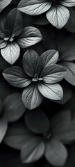 Poster - Delicate petals of flowering dogwood captured in dramatic black and white macro photography, highlighting intricate vein patterns and natural textures in soft lighting.