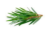 A sprig of fresh rosemary with vibrant green needle like leaves is isolated on transparency background, showcasing its aromatic and culinary appeal