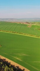 Wall Mural - aerial view of amazing green wavy hills with agricultural fields in spring. south moravia region, cz