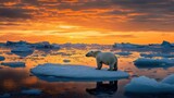 Polar Bear Sunset Ice Melt