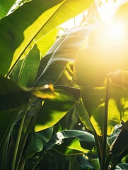 Aufkleber - Captivating tropical banana plantation with lush green leaves and golden sunlight filtering through the canopy