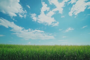 Leinwandbilder - Vast sugarcane plantation stretches into the horizon under bright blue sky and soft golden light