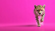 © mingnimit - cheetah walking confidently on vibrant pink background