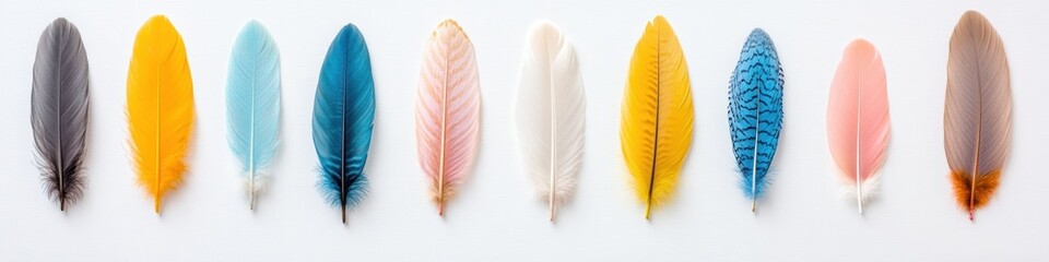 Poster - Chromatic Feather Palette Minimalist Educational Design for Cultural Heritage and Ecological Awareness in 8K Digital Content Marketing