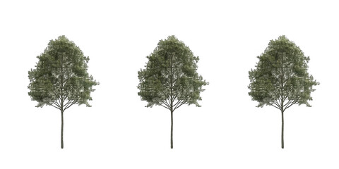 Realistic Illustration Of Three Trees With Green Foliage On Transparent Background