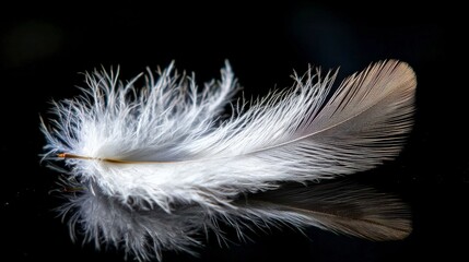 Poster - Delicate white feather black background macro photography still life close-up nature's beauty