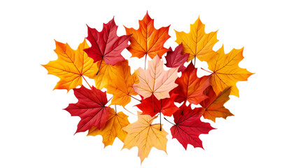 Poster - A collection of colorful autumn maple leaves arranged in a circular pattern on on transparent background