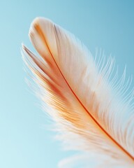 Poster - Delicate feather detail against a serene blue backdrop showcasing lightness ethereal texture and natural elegance in a soft focus composition