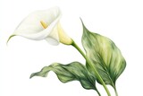 Beautiful white calla lily flower with green leaves against white backdrop