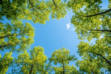 Wall Mural - vibrant green tree canopy against the clear blue sky, springtime view. perfect for nature, environme