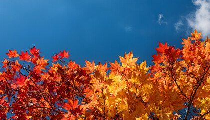 Aufkleber - Vibrant autumn leaves with hues of orange and red against a bright blue sky create a stunning seasonal landscape
