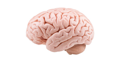 Poster - Human brain, detailed structure, isolated on white background, representation of intellect and mental processes.