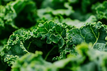 Poster - Vibrant Close Up of Fresh Organic Kale Leaves Against a Soft Background Highlighting Nature's Greens : Generative AI