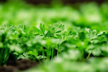 Aufkleber - Dense green parsley seedlings reaching for the sun in a beautifully illuminated garden : Generative AI