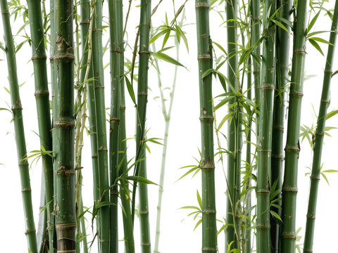 A crisp, detailed collection of bamboo stalks, isolated for nature and eco-themed projects.