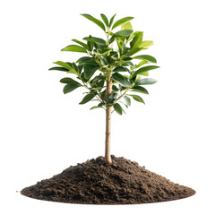 small green tree with glossy leaves growing from rich brown soil on a transparent background for gar