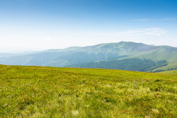 Wall Mural - carpathian mountain landscape of ukraine in summer. panoramic view. wonderful nature scenery of alpi