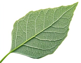 Aufkleber - Detailed Macro of a Skeletoized Green Leaf with Visible Veins on White Background Showing Intricate Textural Details and Botanical Structure Emphasizing Nature's Artistry and Delicate Organic